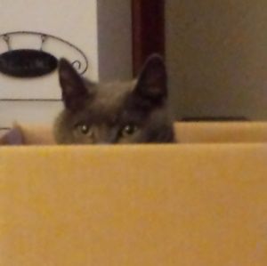 Meet your Posher, Kerry